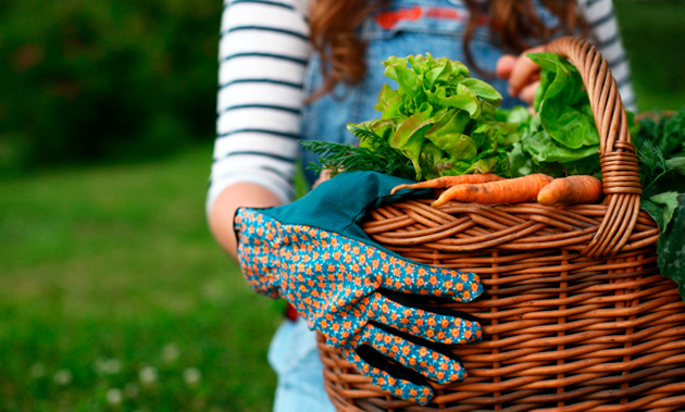 A girl in overalls holds out a basket full of carrots and greens. She's wearing gardening gloves.