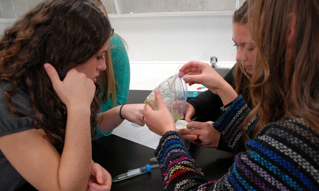 A group of students around a table work to extract the DNA from a kiwi.