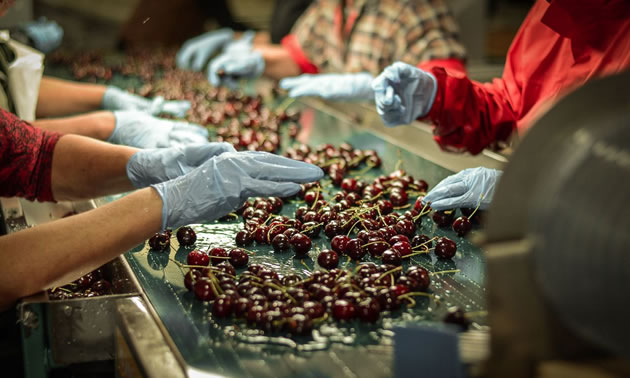 Picture of worker sorting cherries by hand. 