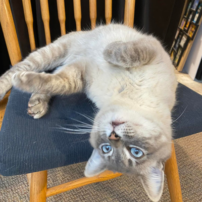 White and grey cat stretched out on chair. 