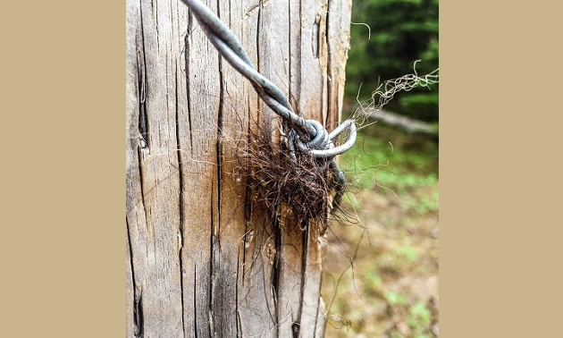 A grizzly bear hair sample collected from barbed wire wrapped around a rub tree