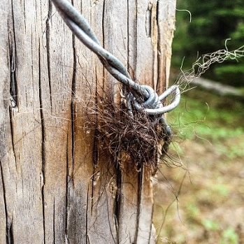 A grizzly bear hair sample collected from barbed wire wrapped around a rub tree