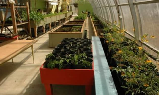 Plant beds have greenery and flowers inside a greenhouse.