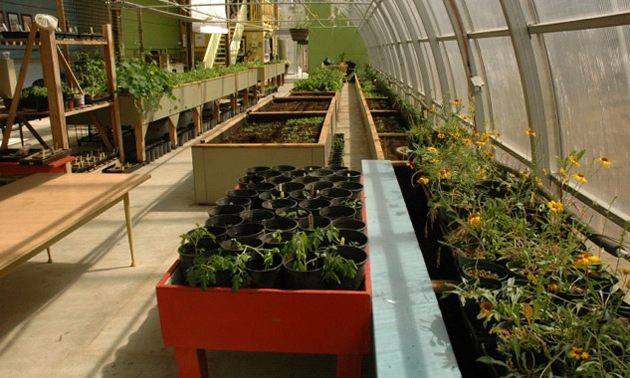 Photo of the inside of Invermere's Groundswell Community Greenhouse 