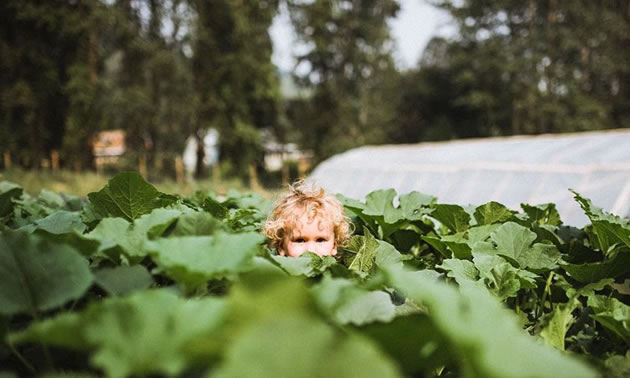 A small boy's head is barely visible as he walks among the leaves of the squash plants.