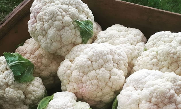 Gorgeous bunches of cauliflower