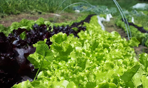 Close-up of salad greens at Happy Hills Farm. 