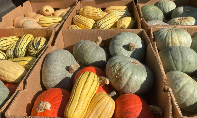 Boxes of different varieties of squash. 