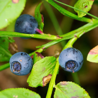 Close-up of huckleberries. 