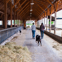 Two girls walk down a covered stanchion area with cows and dogs at Kootenay Meadows dairy.