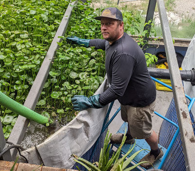 Jeb Ferster owns The Trails at Windermere Lake and manages its solar aquatic facility. Here he is grooming the tanks by thinning out plants to make room for smaller ones. 