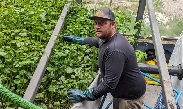 Jeb Ferster owns The Trails at Windermere Lake and manages its solar aquatic facility. Here he is grooming the tanks by thinning out plants to make room for smaller ones. 