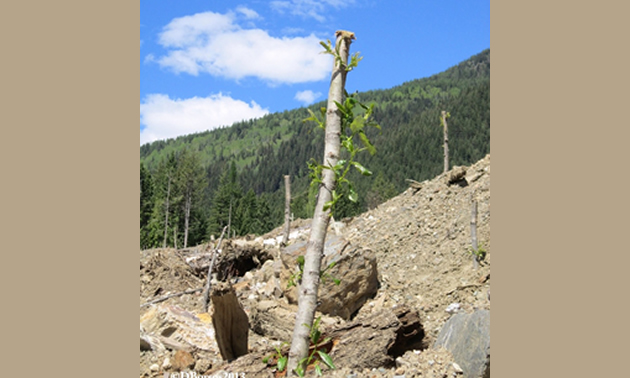 Photo live deciduous tree stakes