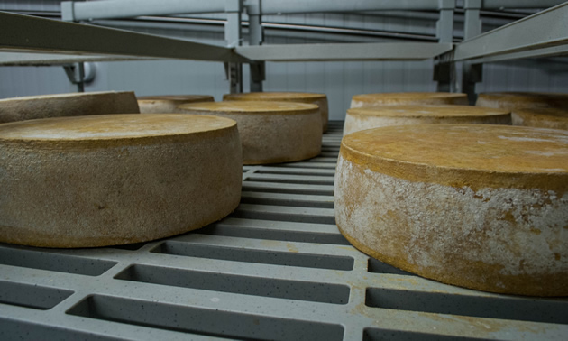 wheels of cheese sit on a rack to age.