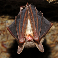 A cute little bat hangs upside down with its wings covering its eyes.