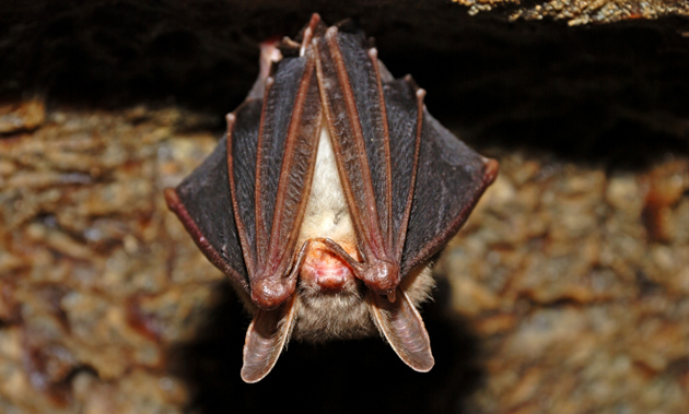 A cute little bat hangs upside down with its wings covering its eyes.