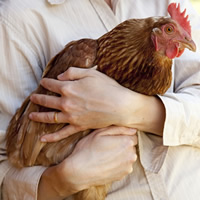 Close-up of a coppery-brown chicken, held in the arms of a person wearing a long-sleeved white shirt
