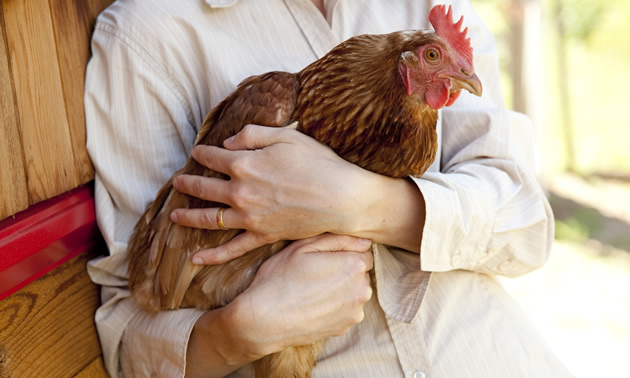 Close-up of a coppery-brown chicken, held in the arms of a person wearing a long-sleeved white shirt