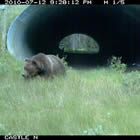 a grizzly bear coming out of a large corrugated steel pipe underpass