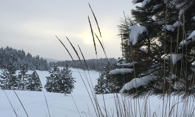 Picture of snowy winter scene with pine tree in foreground. 