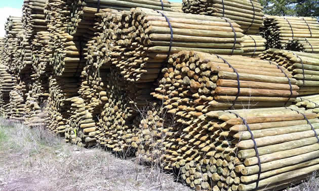 Wood pile of posts