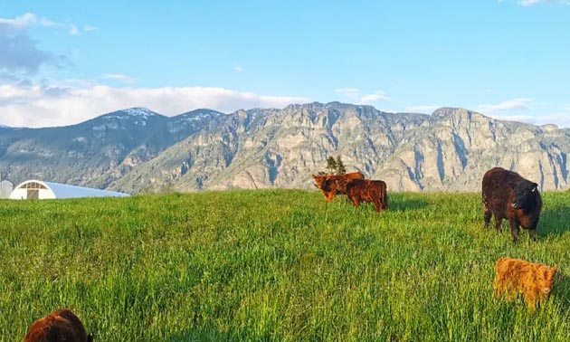 Scenic view of pasture land with cows, mountain in background. 
