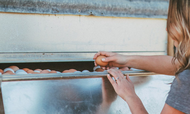 Girl collecting eggs from steel cabinet. 