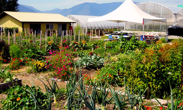Thriving vegetable gardens with greenhouses in the background