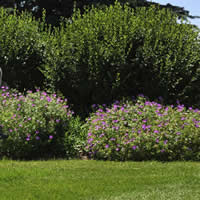 Lawn and shrubbery maintained by Kootenay Landscape