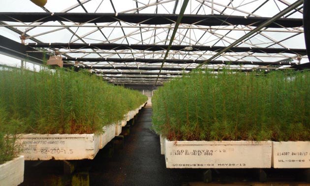 A greenhouse is full of Western larch seedlings.