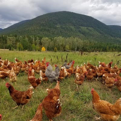 A flock of chickens in a pasture. 