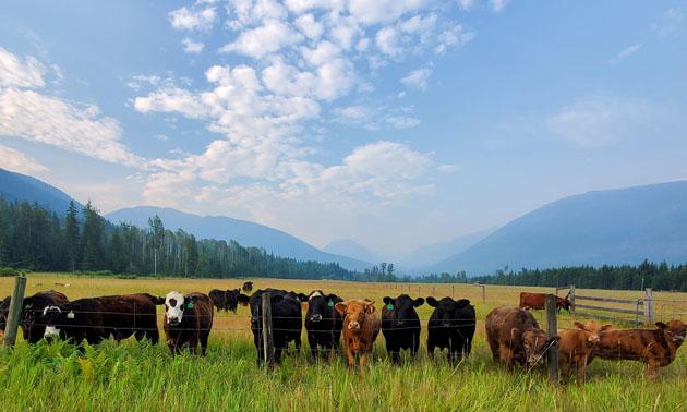 Row of cows standing in sunny open field, distant mountains and blue sky in background. 