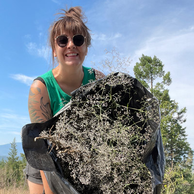 Megan MacPhee, education and communications manager with EKISC, pulling baby's breath in Invermere.