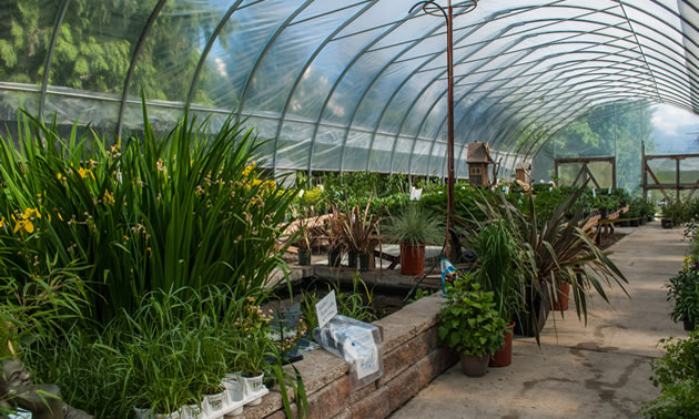 An arching greenhouse roof showcases a pond and a variety of green plants.