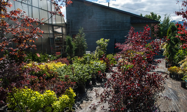 Deep burgundy trees are interspersed with brighter yellows and greens in front of a greenhouse and blue wooden structure.