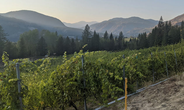 Expansive view of Mountain Soul Vineyard showing vines and distant mountains. 
