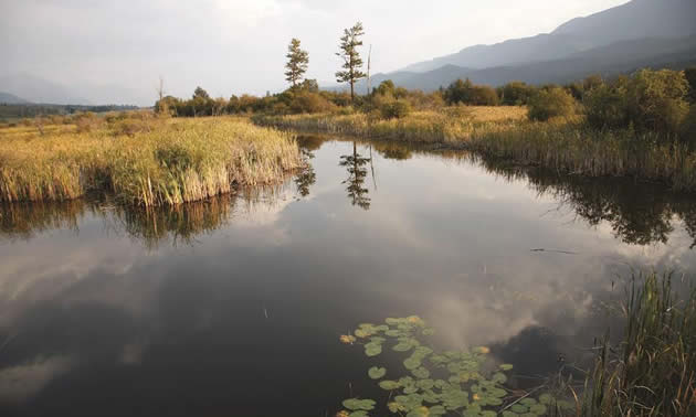 NE wetlands near Golden