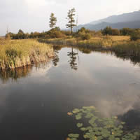 NE wetlands near Golden
