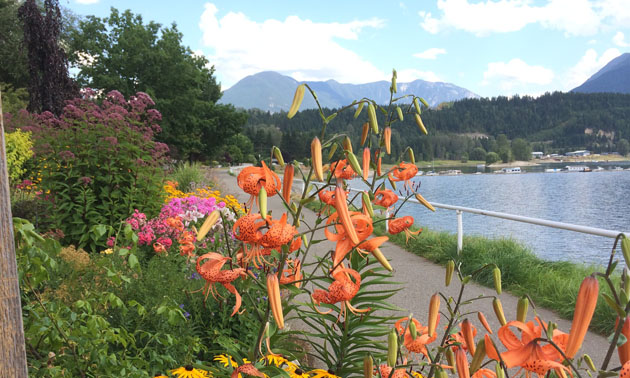 Flowers along scenic walkway in Nakusp. 