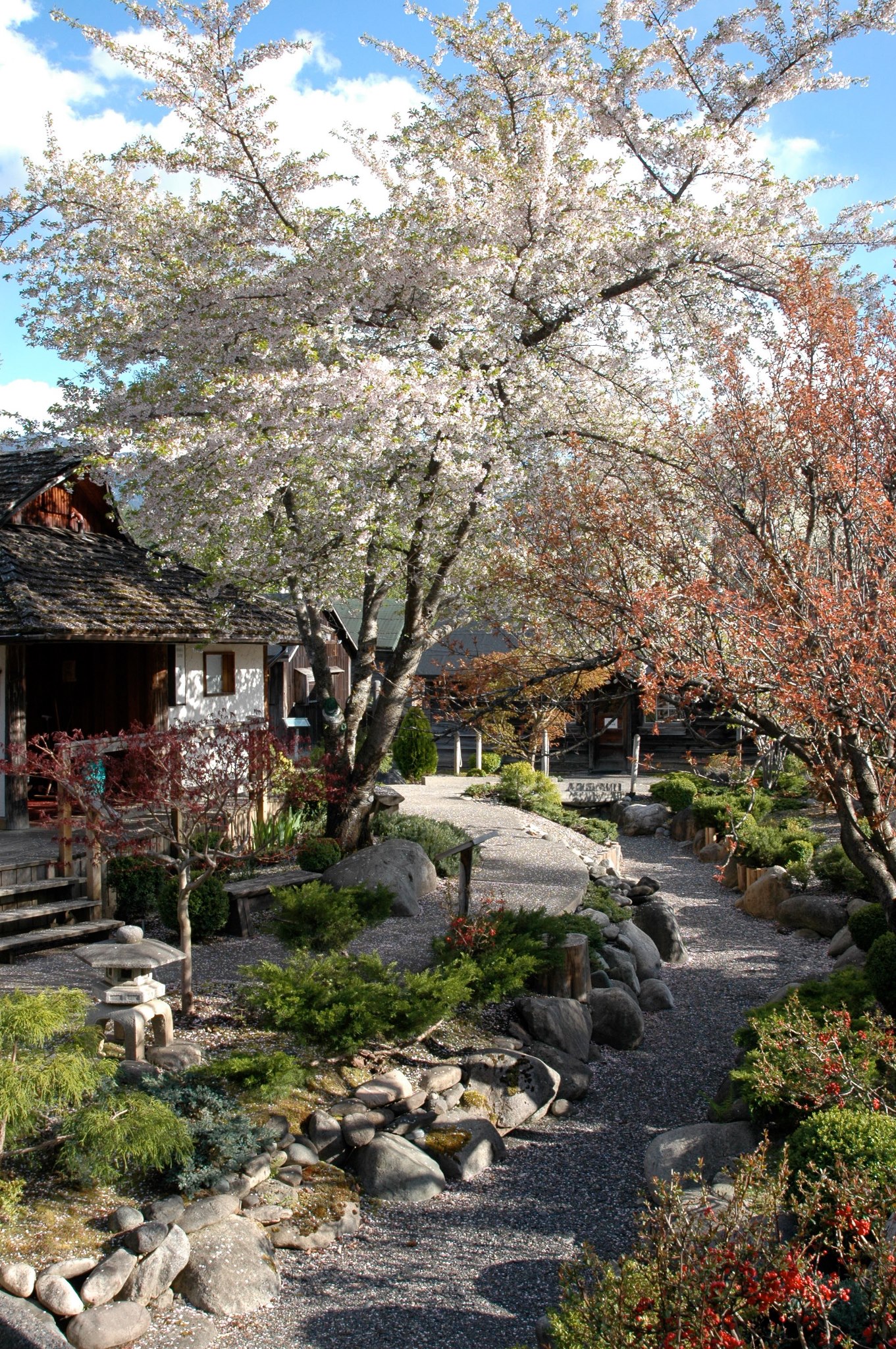 The Japanese gardens at Nikkei Internment Memorial Centre, showing blossom trees in bloom. 