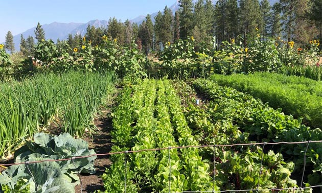 Rows of garden plantings.