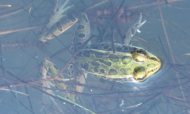 Biologist Penny Ohanjanian will be working to reintroduce northern leopard frogs to the Columbia marshes thanks to an Environment Grant from Columbia Basin Trust.