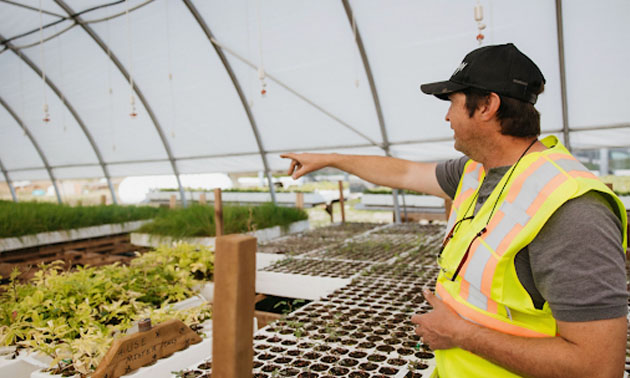 Gerald Puhach, operations manager of Nupqu's Native Plant nursery, stands inside greenhouse pointing at plants. 
