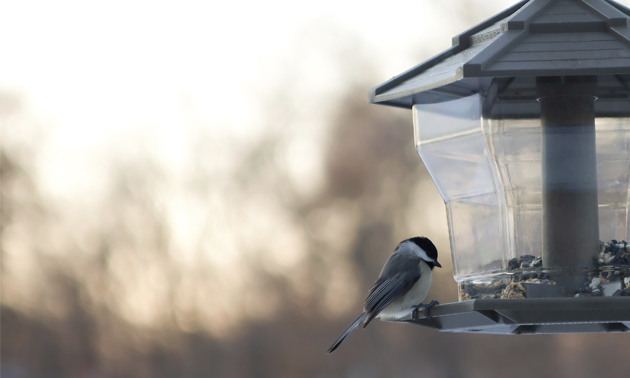 A black-capped chickadee sits on a bird feeder.