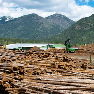 Porcupine Wood Products sawmill, with stacks of logs in foreground of photo. 