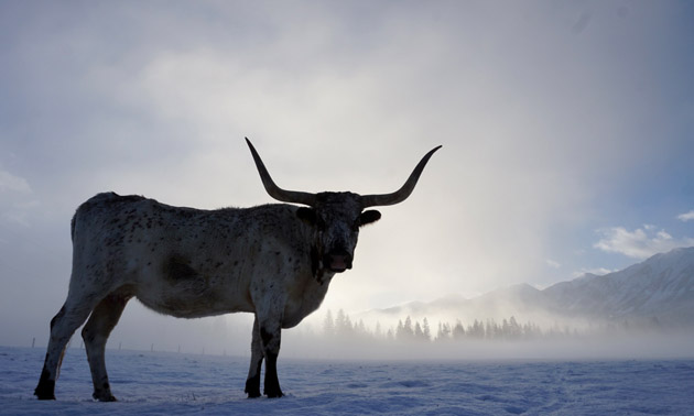 Longhorn cow silhouette. 