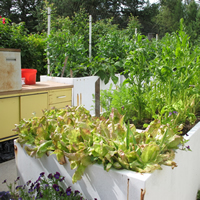 A row of old freezers make elevated planter boxes filled with green growth.