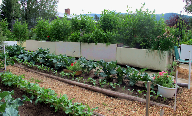 A row of old freezers make elevated planter boxes filled with green growth.