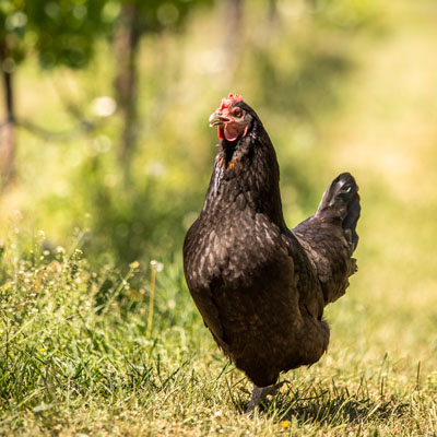 A black chicken standing in a vineyard. 