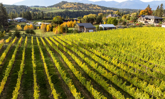 A scenic view of a vineyard and mountains in the background. 